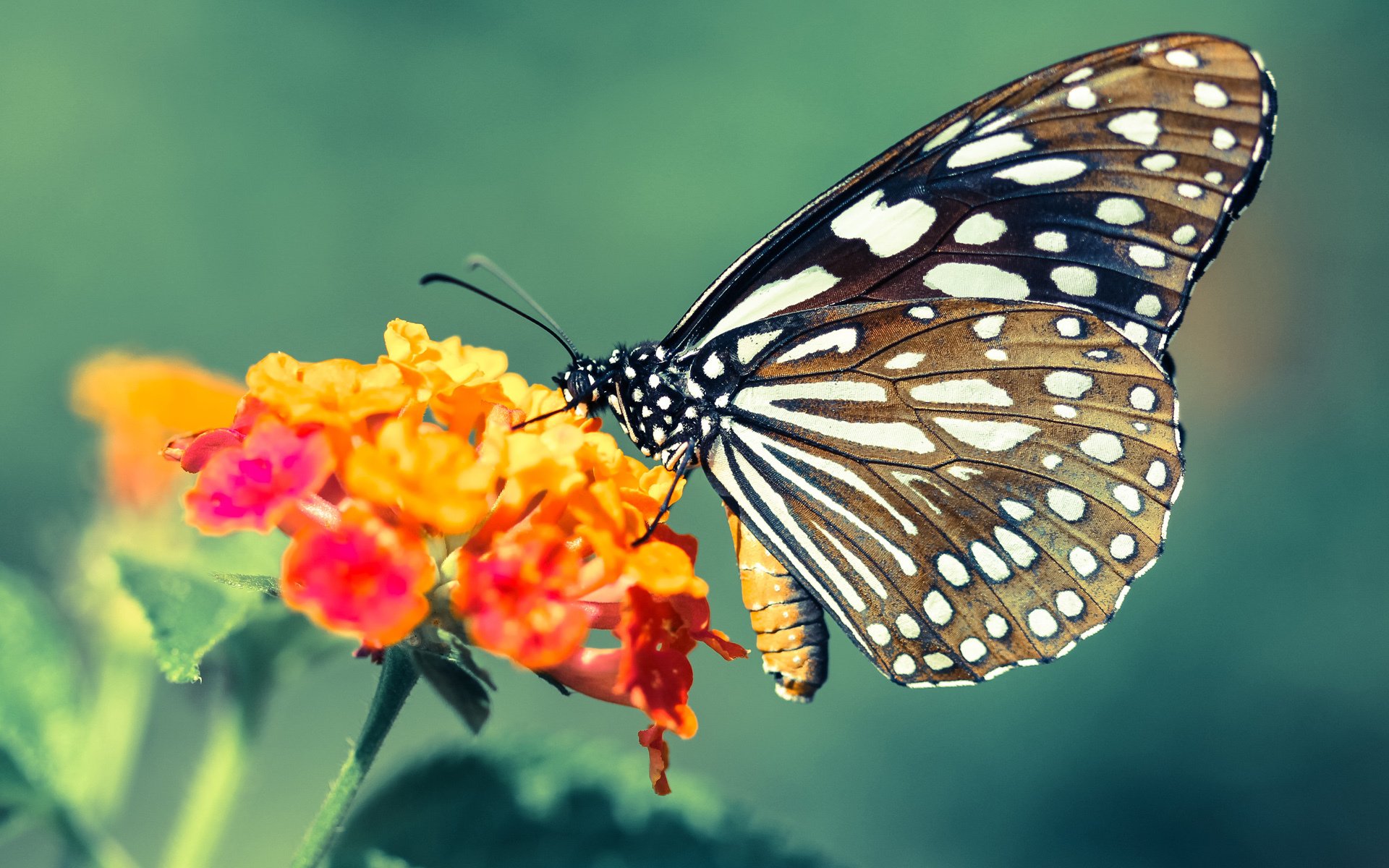 篮坛欧冠,费城双核驱动客场抢七,76人攻陷克利夫兰