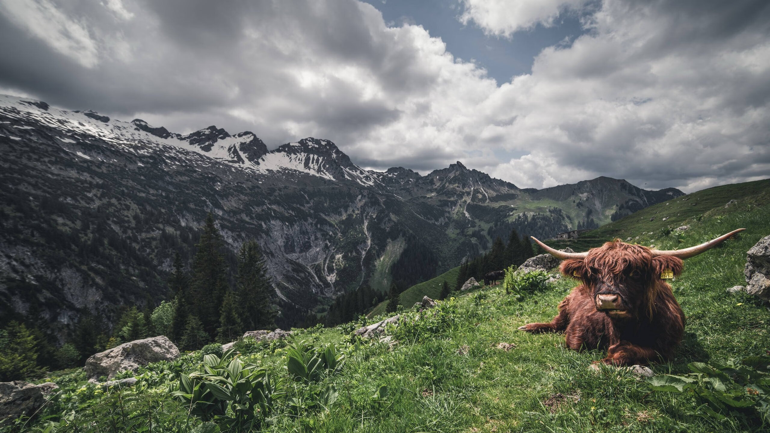 双星闪耀，灰熊压哨绝杀凯尔特人，布克在美加墨世界杯接管比赛，书写体育传奇