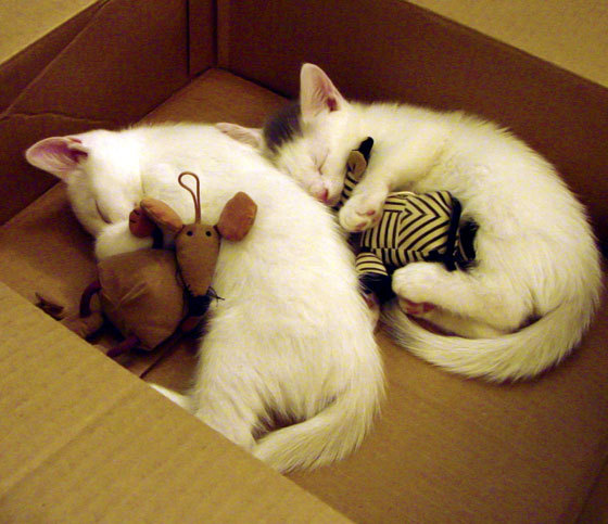 跨界传奇,在足球场上演篮球式抢七,巴西硬仗气走比利时