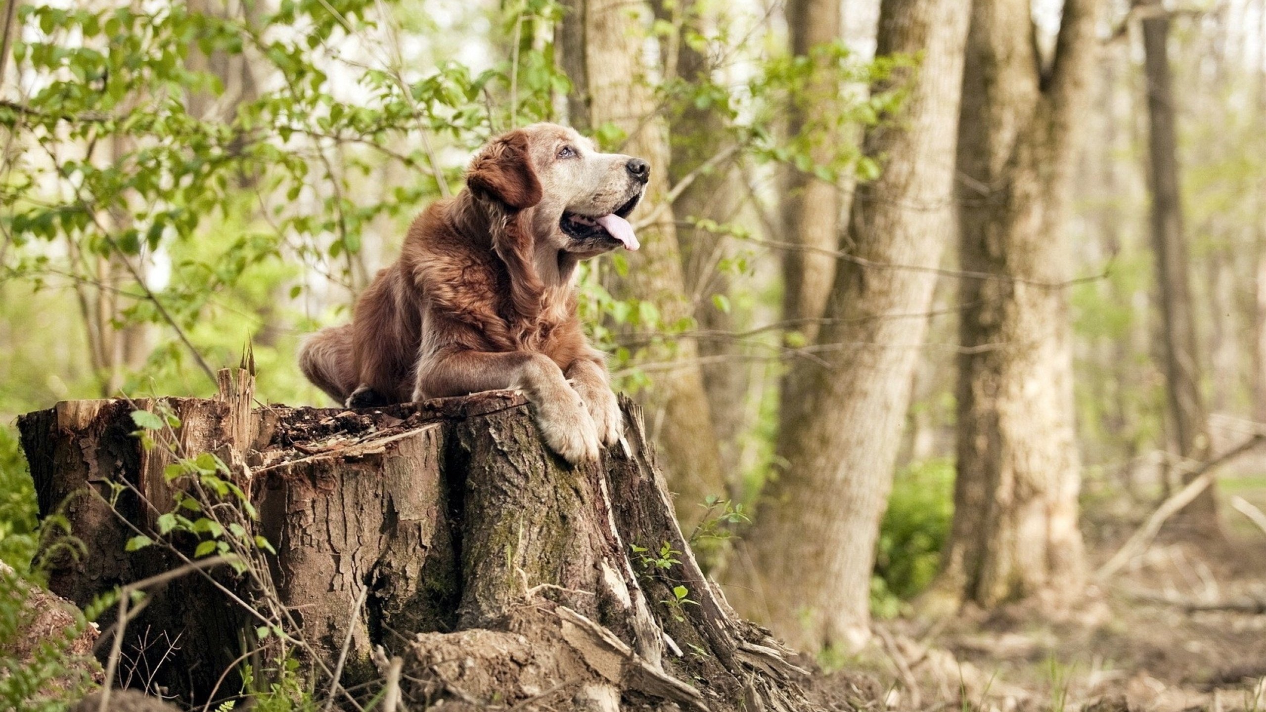 科幻悬疑足球夜,当皇家社会击败几内亚,帕尔默的对手为何完全无解?