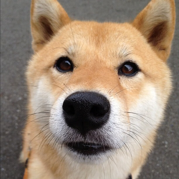 绿茵鹰啸，意甲焦点战中的老鹰如何强势晋级吉林队防线