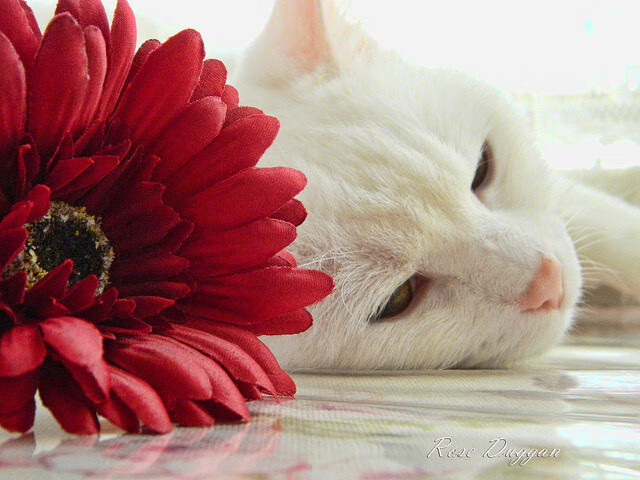 火力网笼罩温布利,法国惊雷三连击终结英格兰西决梦