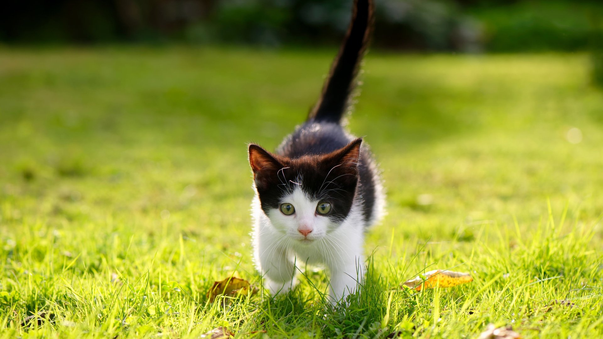 球家风暴！拉梅洛单核擎天逆转奇才，凯尔特人青年军迎来新图腾