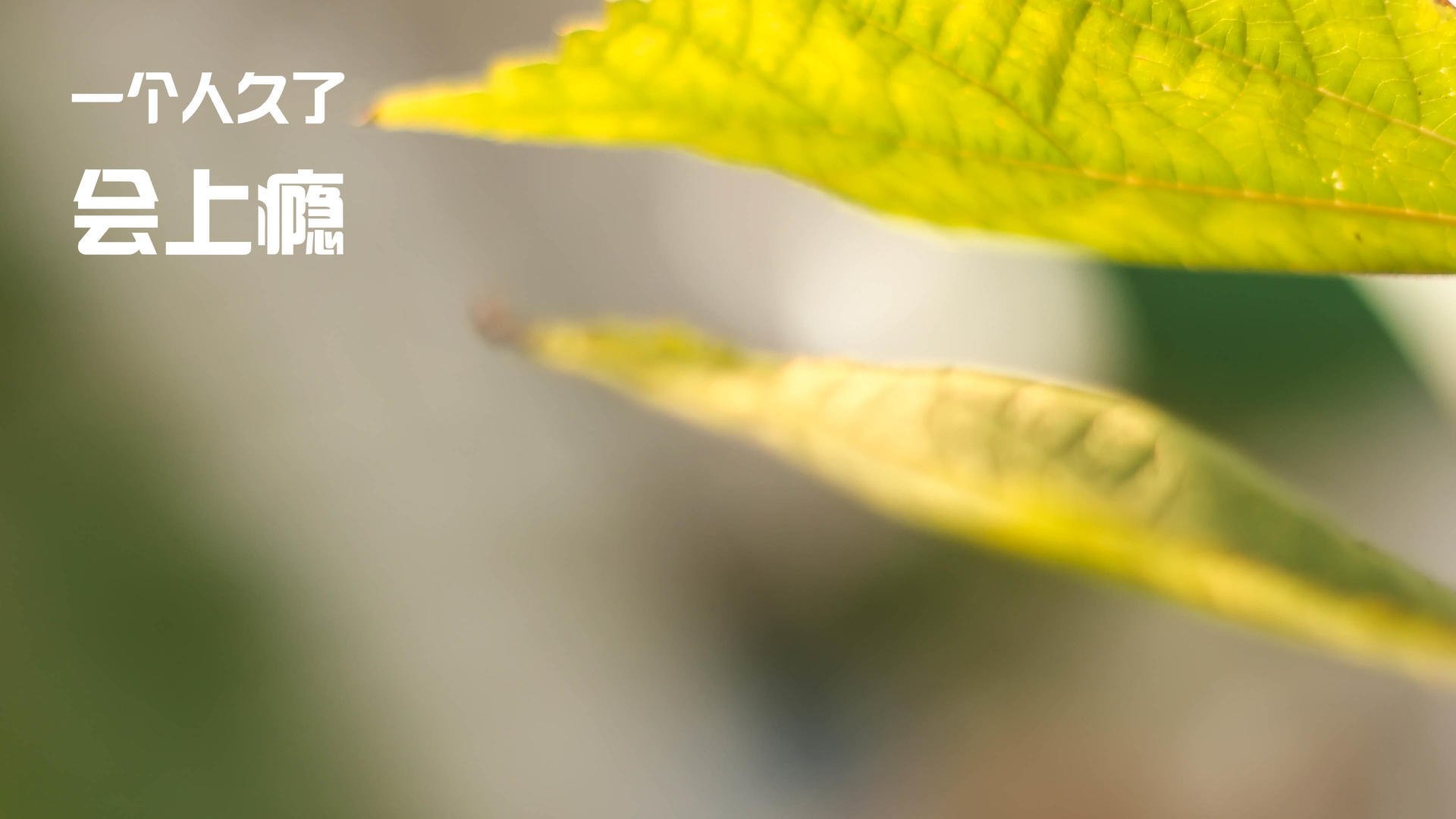 哈利伯顿爆发生涯之夜，雷霆全方位碾压76人创赛季纪录