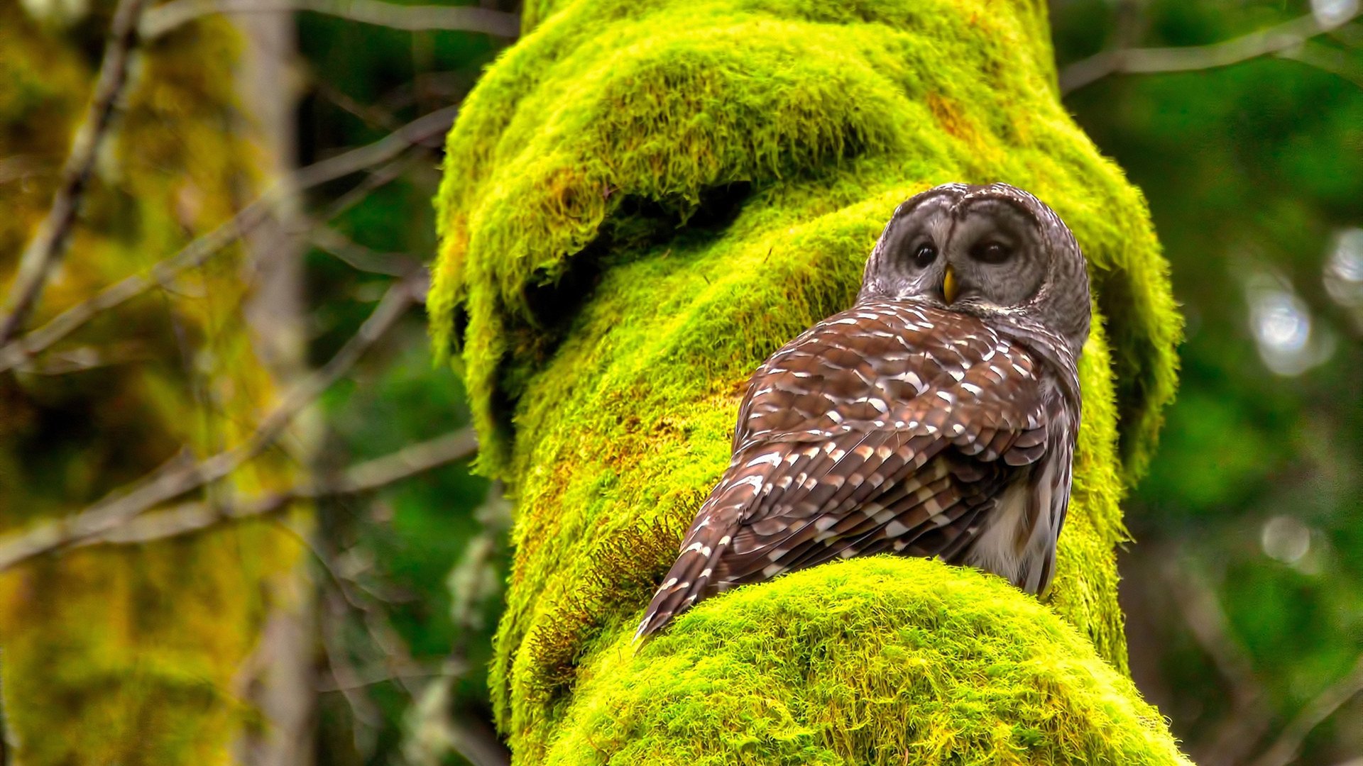 决战平行宇宙，当马克西的稳定输出撕碎猛龙防线