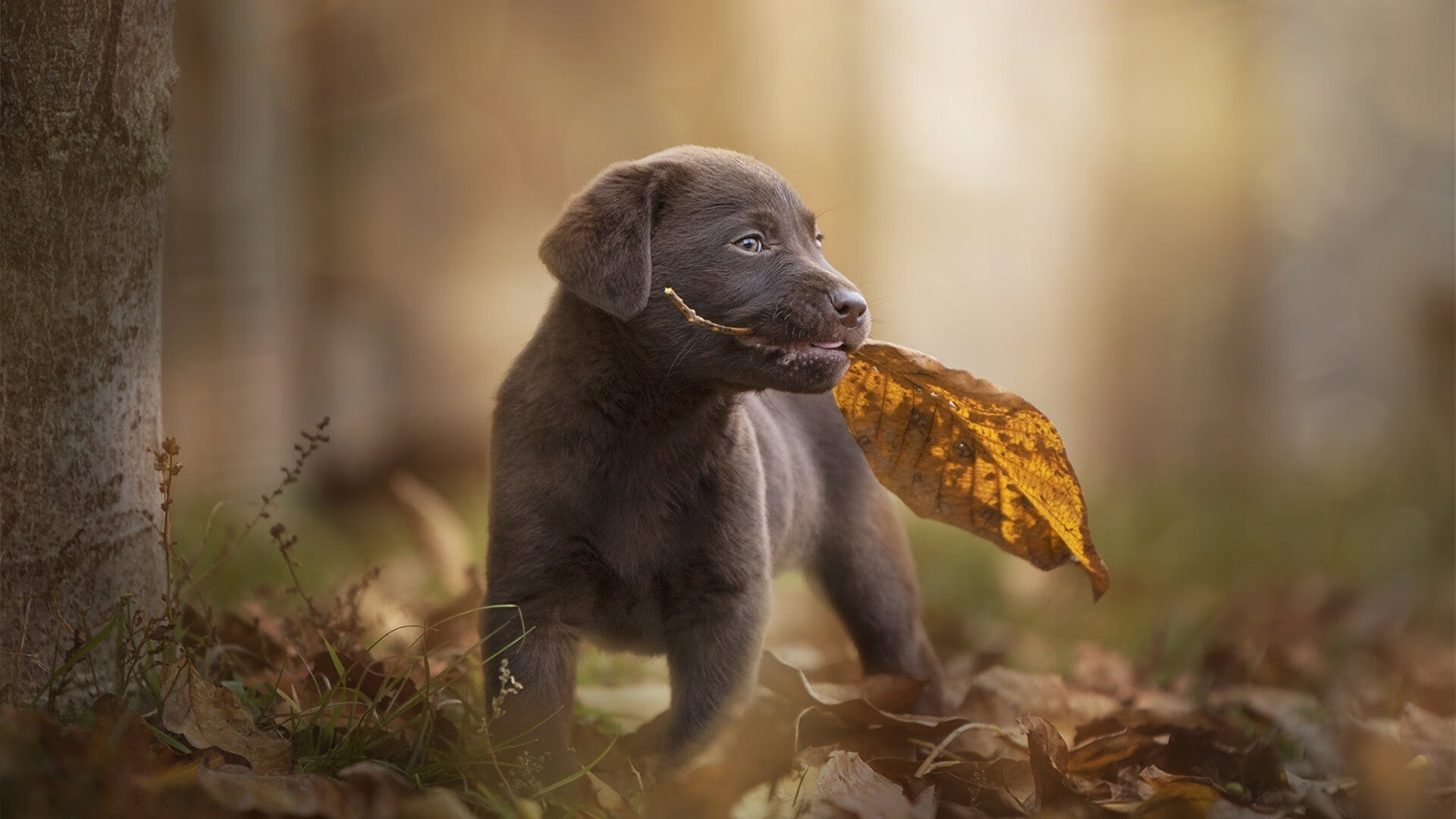 用实力说话,伊布的传奇印记与巴西对勒沃库森的降维打击—足球世界最硬的通用语