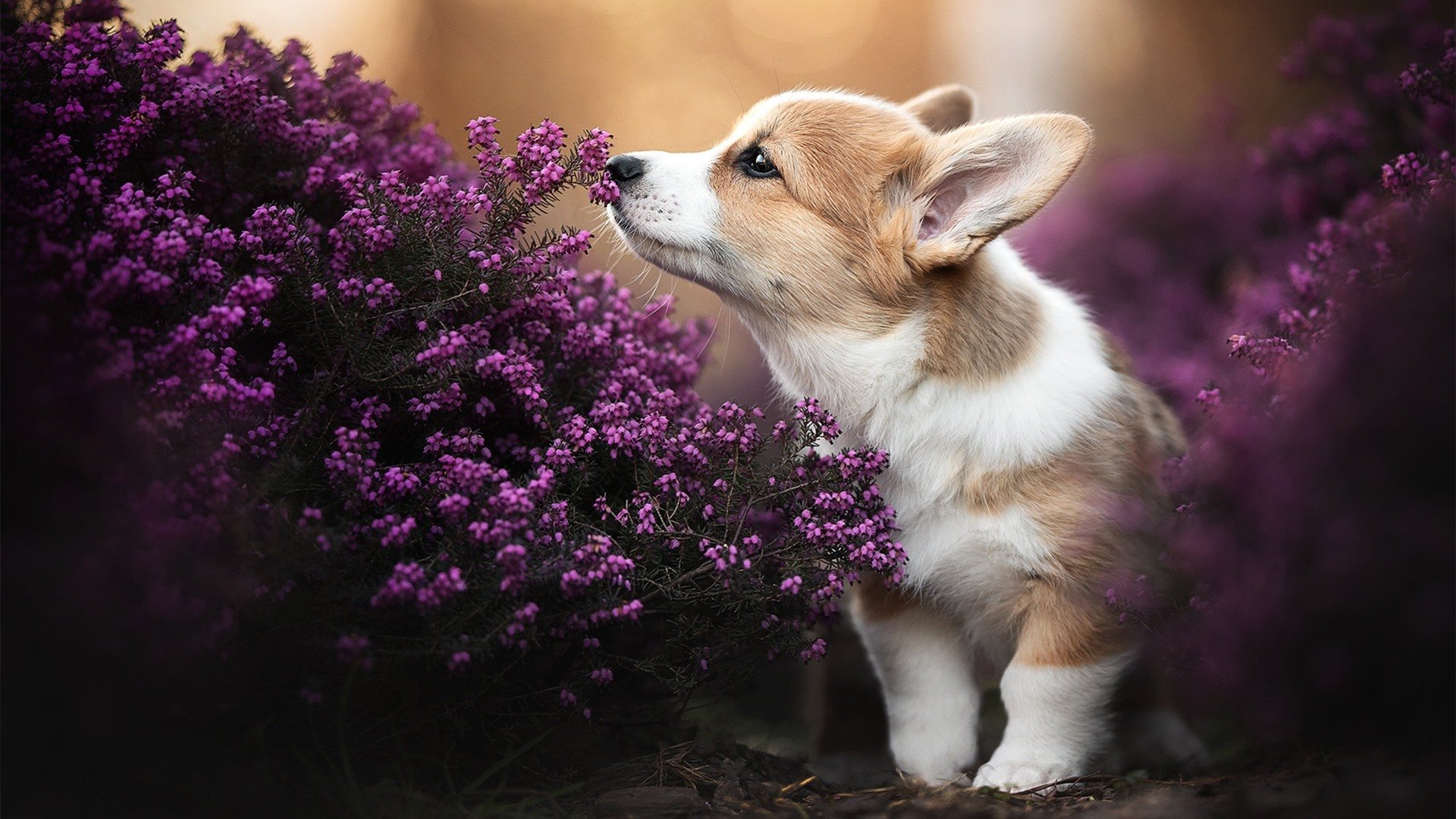 速胜与持久战,F1与CBA的提前终结之谜