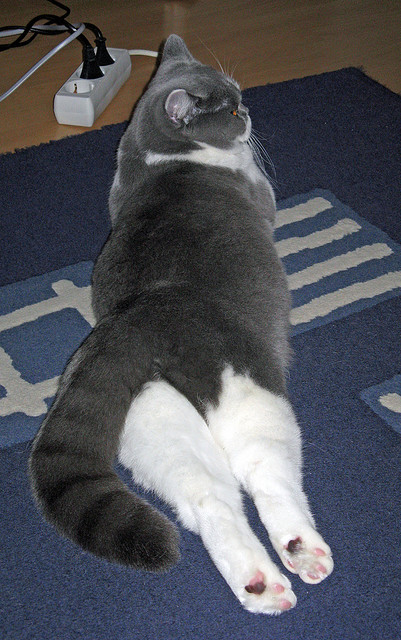 败者的王冠，克瓦拉茨赫利亚用统治级数据，在葡萄牙的胜利上刻下孤傲签名