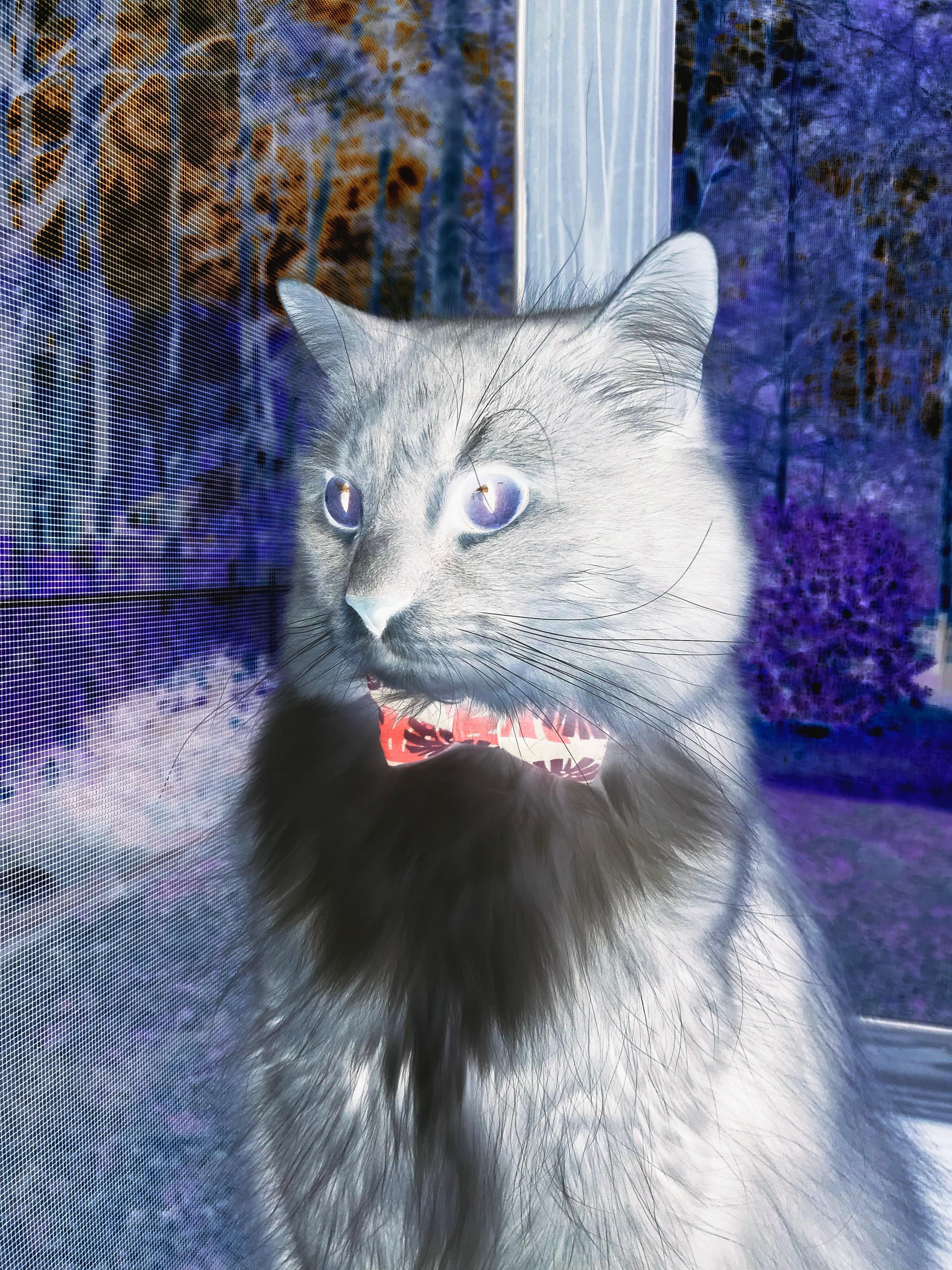 绿茵与硬木的共振，当意甲焦点战遇见北京掀翻勇士