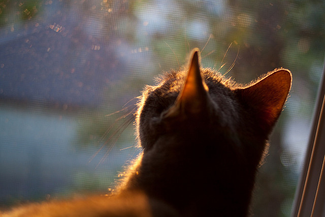 跨境英雄，当德国心脏为智利而跳，基米希一锤定音击碎阿尔及利亚铁壁